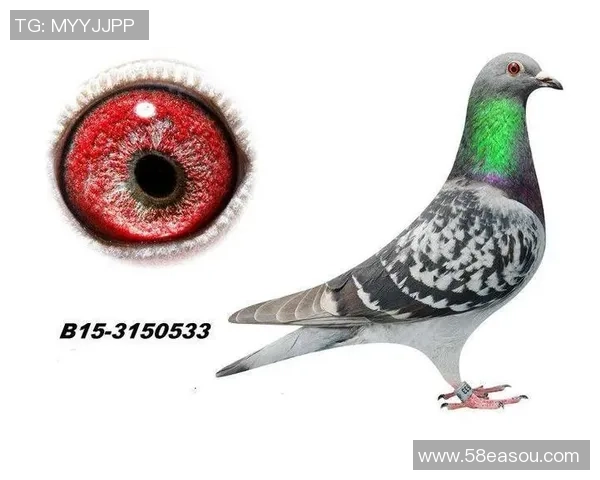 英格兰足球明星7号的辉煌历程与传奇瞬间回顾